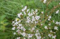 Valeriana officinalis