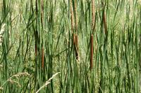Typha angustifolia