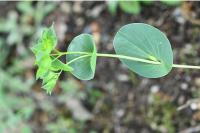 Bupleurum rotundifolium