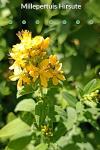 Hypericum hirsutum