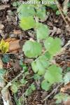 Ribes uva-crispa