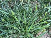 Setaria italica subsp. viridis