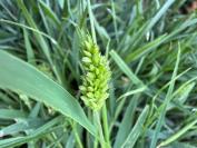 Setaria italica subsp. viridis