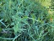 Origanum