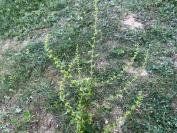 Rumex conglomeratus