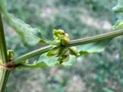 Rumex conglomeratus