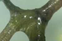 Najas minor