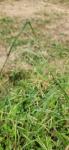 Cyperus longus