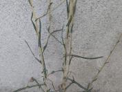 Lactuca saligna