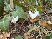 Cyclamen