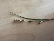 Carex divulsa