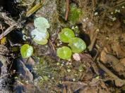 Hydrocharis morsus-ranae