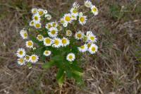 Erigeron annuus