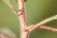 Ludwigia peploides