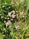 Butomus umbellatus