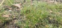 Eleocharis acicularis