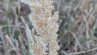Calamagrostis epigejos
