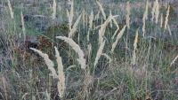 Calamagrostis epigejos
