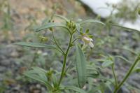 Chaenorhinum minus