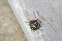 Nezara viridula