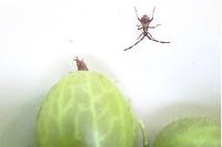 Coreus marginatus