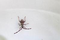 Coreus marginatus