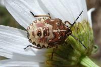 Carpocoris purpureipennis