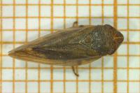 Aphrophora salicina