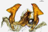 Aphrophora salicina