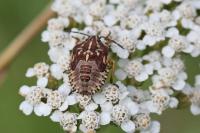 Carpocoris purpureipennis