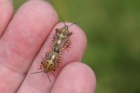 Carpocoris purpureipennis
