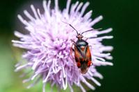 Deraeocoris ruber