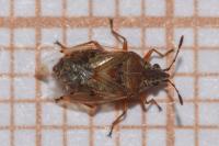 Kleidocerys resedae