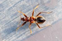Himacerus mirmicoides