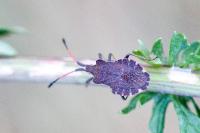 Enoplops scapha