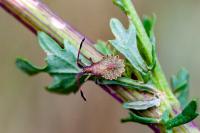 Enoplops scapha