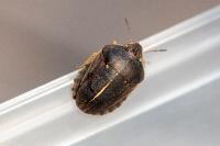Eurygaster austriaca