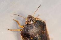 Eurygaster austriaca