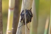 Graphosoma italicum