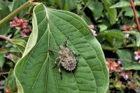 Halyomorpha halys