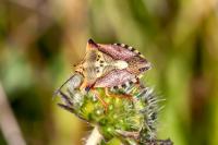 Carpocoris mediterraneus