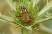 Adelphocoris vandalicus