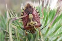 Carpocoris purpureipennis