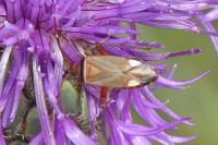 Adelphocoris vandalicus
