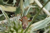 Adelphocoris vandalicus