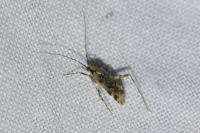 Phytocoris tiliae