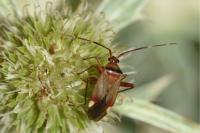 Adelphocoris vandalicus