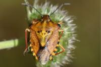 Carpocoris purpureipennis