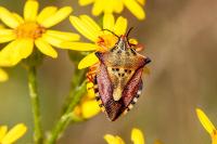 Carpocoris mediterraneus