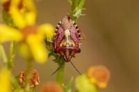 Carpocoris purpureipennis